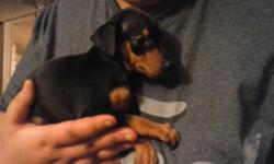 CKC registered min pin puppies. 1 female blk/rust, 2 cream males, 1 harlequin male. Beautiful, quality puppies.Tails and dew claws done. Ready to go now. $450 to good, loving homes only. Call or text 315-720-9785.