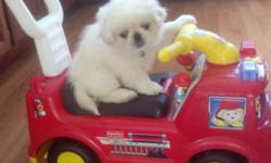 SALE TODAY! $450-600 TODAY ONLY! sELLING FOR $2200 AT THE PET STORE! READY NOW AND WE SHIP ANYWARE IN USA.. ASK FOR A SHIPPING QUOTE....
FULL BLOOD PEKINGESE PUPS, REGISTERED & HAVE DAM & SIR ON HAND. GREAT LOVING DOGS WAITING TO BE SPOILED. ALL SHOTS AND