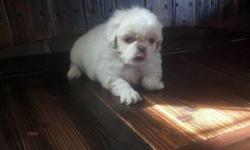 Ckc pekingese pups They come from loving family and are spoiled will come with vet check and shots