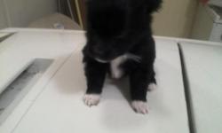 I have 3 black pomeraian puppies for sale born 2/21/14 ready to go 4/21/14 comes wirh Reg paper's frist shot and dewormed. please call or text me. 2 male 1 female.