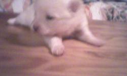 I have 3 pomeraian puppies for sale. The mother and father are CKC. one puppie is a cream color does look like white, and one is a merale, and the other is brown with a dark patch on one eye and is brown. and they will have there paper and their frist