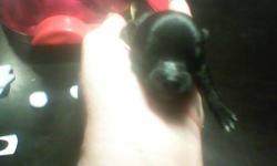 I have 2 black female and 1 black male Pomeraian Puppy's for sale $450.00 half down to hold they was born 5/30/13 they will be ready to go 7/25/13.