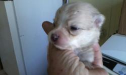 I have 2 pomeraian puppy's for sale 2 male's one cream color and one meral color's. please text me or call me. My name is Shirley. Or email me.they was born 7/14/14 Be ready to go by 9/8/14.Half down to hold. And they come with there 1st puppy shot and