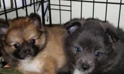 2 CKC Pomeranian puppies. Both will be vet checked and ready to go 8/29. Located in Plattsburgh NY