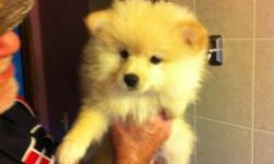CKC Pure Breed Pomeranian Puppies.They come with Papers, and 1st shots, and they are De-wormed.I have several to puppies to pick from. The puppy pictured was born 8/31/14 he is ready to go'
Males $400
Females$450
New puppies born in about 4 weeks!! Call
