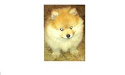 CKC Pure Breed Pomeranian Puppies.They come with Papers, and 1st shots, and they are De-wormed.They all come with CKC papers and 1st shots and d- wormed. white and cream markings female that is ready to go to a good home. She was born 6/1/14. the other