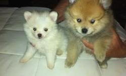 CKC Pure Breed Pomeranian Puppies.They come with Papers, and 1st shots, and they are De-wormed.They all come with CKC papers and 1st shots and d- wormed. Pictured are all males.
Please call 315 598-1525 or 315-396-1496
