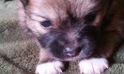 These pomeranian babies will be ready to go to their new homes on Aug. 29th. email [email removed] for more information