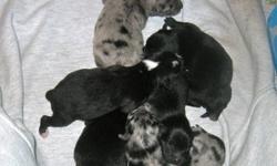 I currently have 2 litter with both black and blue merle pups. There are both male and female puppies. They will be vet checked, vaccinated and dewormed at the time they are ready to go. Both parents are CKC reg. and owned by me. I am taking deposits now