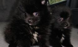 Litter of poms available.Both males and females available. I have both blacks and merles available. Please call with questions. Janet 315-363-7248.