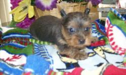 ACA Lizzy Lola Burk our 4&1/2 lb. silver/gray Yorkie photo #3 mated with our teacup CKC Biewer Yorkie from Germany "Tuxedo" photo #4, and she gave birth to one silver/gray & tan rare color Yorkie male photo #1 & 2 on 2/5/15 weighing 6.2 oz.
His nails have