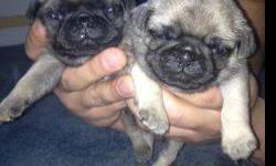 ckc reg american staffshire puppys
3 males 3 females first shots wormed
phone calls only please for more info
pictures