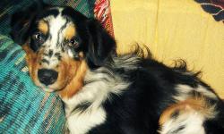 Max is a wonderful dog.
Full bred Blue Australian Shepherd
Great with animals and children.
So loving towards everyone!!
I would like to breed Max because he is such a beautiful dog!
Loves outdoors and is very active.
I do shows and agility with him.