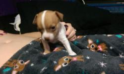 Three new male Chihuahua puppies for sale. Price is $375 for your choice of either of the three males available. You may come to our home see the puppies, their parents and all my other dogs and animals.
All of the puppies are CKC registered and come with