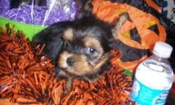 CKC Yorkie "Zoey" mated with my little AKC teacup Yorkie "Izzy" and they gave birth to 4 males on 9/8/2014.
At 8 weeks old, Trevor 19 oz. charting to be 2&1/2-3 lb. adult $1250
Ready to go when he reaches 1&1/2 lbs.
He will come with tails docked,