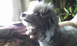 Super sweet, super tiny Toy Poodle. Chloe is silver/blue in color.
Raised with other small dogs, and cats. Shy around children.
Pee pad/paper trained. Chloe is not spayed, but too small to ever
be used for breeding. I am looking for a forever home. She