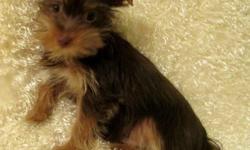 I have 5 Male Yorkies for sale ....many colors, most all teacups ,cute little Teddy Bear faces and short little legs .
Great thick hair ,happy little guys ...will be Vet checked before they leave and UTD on shots.
Check them out ...text with any questions