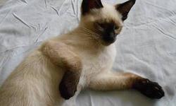 Perfect little boy right down to the Siamese kink at the tip of his tale. Has a nice personality and is very playful and nosy. He is lovable when he's not playing. Has just become verbal... but voice is soft yet. Has vaccinations and worming. Very