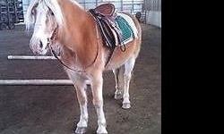 Festiva BW6 "Susie" is a Beautiful 10 year old Registered Haflinger mare. Rides English and goes out on trails. Smooth gaits with a trot you can sit for days. Great ground manners, ties, bathes, great for farrier. Safe for beginner rider. Super " in your