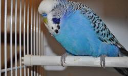 getting out of breeding budgies. I have many males to choose from most if not all are ready to breed. mostly blues and greens. nice large healthy birds. no females available they are sold out.