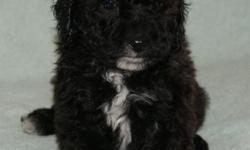 Adorable designer puppy. She is a playful little girl. She is non Shedding. Born 1/19/14 She will be ready to go around 3/15/14. Both parents are here for you to meet. She will be vet checked and have her first set of shots. She comes with a good health