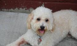 Cockapoo - Cody - Small - Adult - Male - Dog
4 year old Cody
was surrendered to Rescued Treasures by a family who could no longer keep him. He joined the rescue with another dog (Rosco) who is also on our website. It appears that Cody was not given the