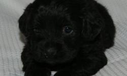 Cockapoo pup. It is a boy. He will be ready to go around 6/14/14. He has been raised in my home and get lots of attention. He will be around 15 pounds as an adult. He is going to make a great family pet.
He will have his first shot. He has a natural tail.