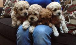 VERY CUTE COCKAPOO PUPS AVAILABLE. VET CHECKED AND UP TO DATE ON SHOTS. PUPS GO HOME WITH A HEALTH CERTIFICATE FROM OUR VET. PAPER AND CRATE TRAINED. PARENT ON PREM. FOR MORE INFORMATION PLEASE CALL. --------
516 578-3241
This ad was posted with the eBay