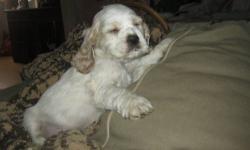 adorable 1st generation cockapoo puppies
black wirth white markings or black & white full mixed coat thats called parti OR buff & white mixed full coat called a parti..no full buffs...
tails docked dew claws removed VET visted with health papers & first