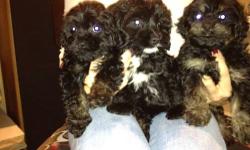 Very cute COCKAPOO pups. Paper and crate trained. Vet checked and up to date on shots. Parent on prem. For more information please call 516 578-3241
This ad was posted with the eBay Classifieds mobile app.