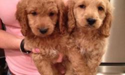 Very cute COCKAPOO pups Vet checked and up to date on all shots. Paper and crate trained. Outside training in progress. Parent on prem. For more information please call 516 578-3241.
This ad was posted with the eBay Classifieds mobile app.