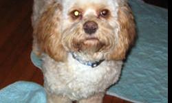 Cockapoo - Tuck - Small - Young - Male - Dog
I'm Tuck and am just over two years old now. I'm about 20lbs as I love to eat. The biggest change in my life is when I began to lose my eyesight in left eye. I went to an ophthalmoloist in January of 2011. I