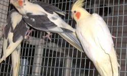 Young male cockatiel available he is not tamed would be good for breeding $50 email me with your number if interested thanks.