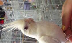 I have 3 red eyes albino cockatiel baby they were handfed and now are weaned they learned to eat alone and i alao have 2 gray cockatiels for more info please call or text 646-543-6296