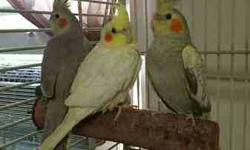 I have 3 weaned and ready to go baby Cockatiels. Looking for great homes. Please e-mail with any questions. Thanks