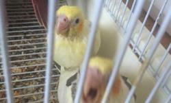 I have 3 cockatiel babies available. They are white faced pearl, regular pearl, and regular pied (mostly yellow). They are eating seeds and also taking formula twice a day. Asking $80 each or buy 2 for $150
Contact me via text email or call 516-418-6481