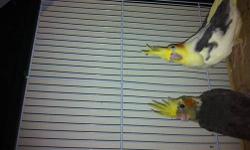 I have 3 baby cockatiels for sale. Each $50. Yellow One is 3 months old and other two frets are 3 weeks old. If interested pls call Salam 347 707 9756.