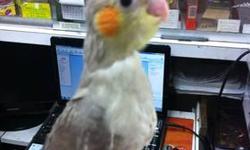 I have beautiful cockatiel baby, tame very healthy, and friendly, only $75, sheepshead bay, Brooklyn
This ad was posted with the eBay Classifieds mobile app.