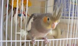 Hello, I have two DNA male cockatiels they are about 4 mo. old and were handfed and are very friendly and easy to handle. Come with DNA cert. and Hatch Cert. As well as an information packet. Price is $50.00 each. Wings are also clipped for safety.