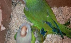 pair of adults retired from breeding normal male, lutino female ,female tame ,male semi tame , no cage $60 pair