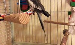 I have pair of cockatiels 2 years old good for breeding pl text at 914 482 7577
This ad was posted with the eBay Classifieds mobile app.