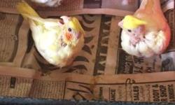 I have 2 cockatiels for sale.
A pearl split pied male. He is 5 years old. Asking $60 for him.
A pastelface split pied male(RARE mutation). 3 years old. Asking $120 for him.