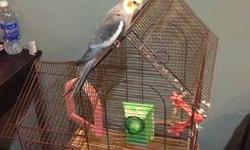 THE ONLY ONES TO RESPOND TO THIS AD IS SOMEONE WHO IS A BIRD LOVER AND IS GOING TO TAKE GOOD CARE OF THEM.
THE ONLY ONES TO RESPOND TO THIS AD IS SOMEONE WHO IS A BIRD LOVER AND IS GOING TO TAKE GOOD CARE OF THEM.
For sale are 4 cockatiels & 2 cages.
1