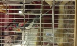 Hi I have a beautiful male and female cockatiel they are a year old very friendly hand tamed and will have eggs soon the male is a very good whistler they also come with cage and toys if you are interested in seeing them please contact me with your number