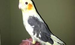 I have 3 beautiful pied baby males,they are hand tame,were hand fed and eating on their own ,born 01-03-13 very friendly great pets,call John 917 846-0571