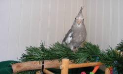 Hello I have several cockatiels in need of homes. ALL handfed and social. Like to be held and all step up easily. come with some food and a hatch cert. Take two and ask about a lower price. The photos below show their colors. I have white