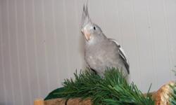 Hello I have several cockatiels ready for adoption. ALL handfed and friendly! Step up easily and happy birds:) Come with hatch cert. and some food.