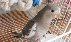 Hello I have three cockatiels looking for a new home. All handfed and easy to handle. They also know how to step up and whistle some. Come with Hatch cert. Price is $50.00 each for a limited time. One cinnamon and two normal Grey.