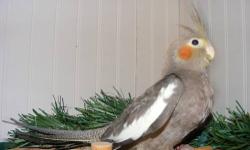 Hello I have several cockatiels all handfed and very friendly!! See colors in photos! I have 2 white faces and 2 greys and a normal cinamon