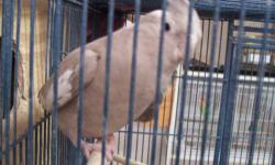 Cinnamon whiteface cockatiel female 3 years old friendly but doesnt like to be touched $40.00
2 normal grey male cockatiels former breeders 3 & 4 years old $15.00 each
Male violet English Budgie 14 months old $50.00
Yellow pied whiteface lovebird semi